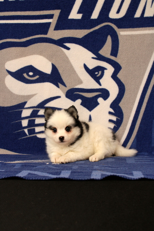 puppy, for, sale, Pomsky, Matthew B. Stoltzfus, dog, breeder, Gap, PA, dog-breeder, puppy-for-sale, forsale, nearby, find, puppyfind, locator, puppylocator, aca